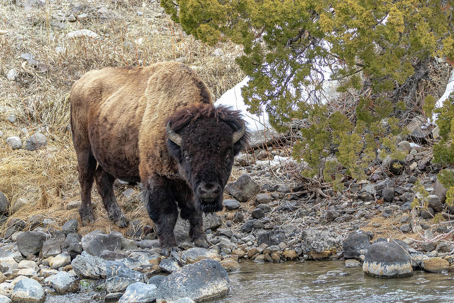 Bull Bison by Michael Chatt Bull Bison by Michael Chatt