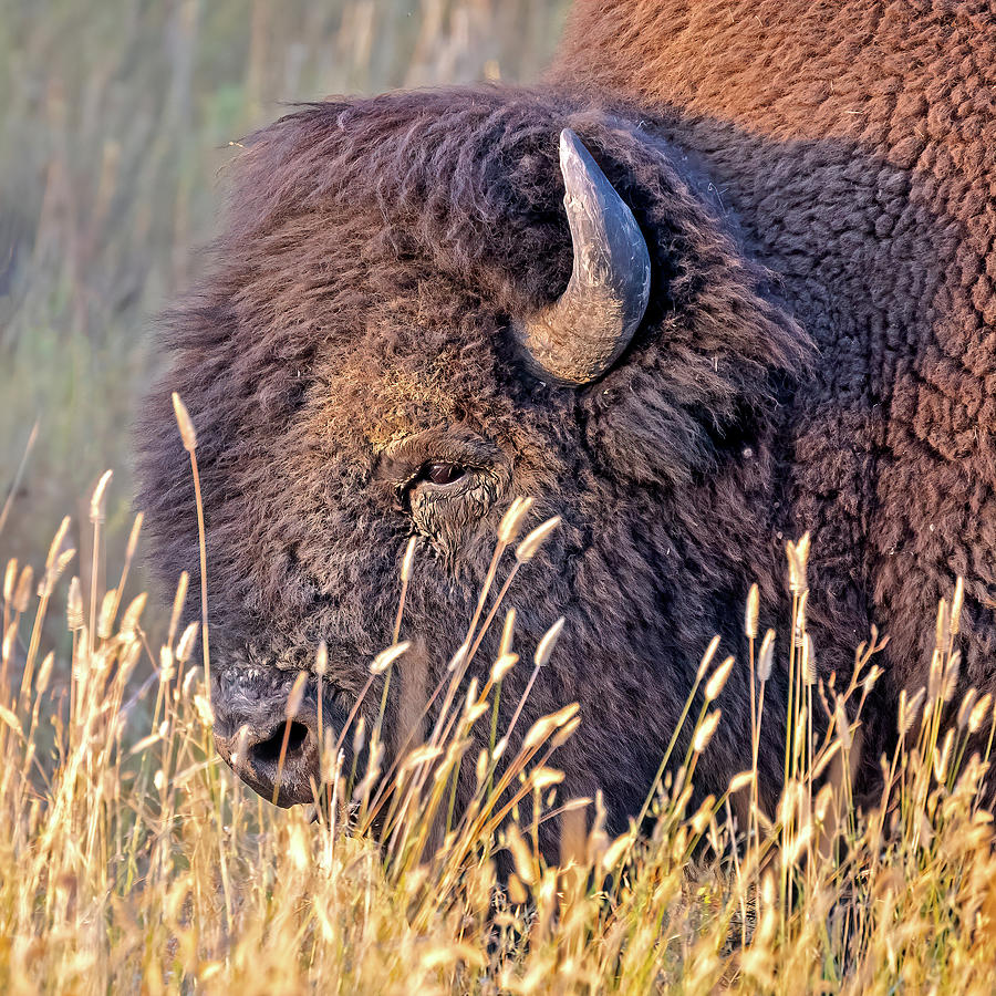 Bull Bison Portrait Photograph by Jack Bell