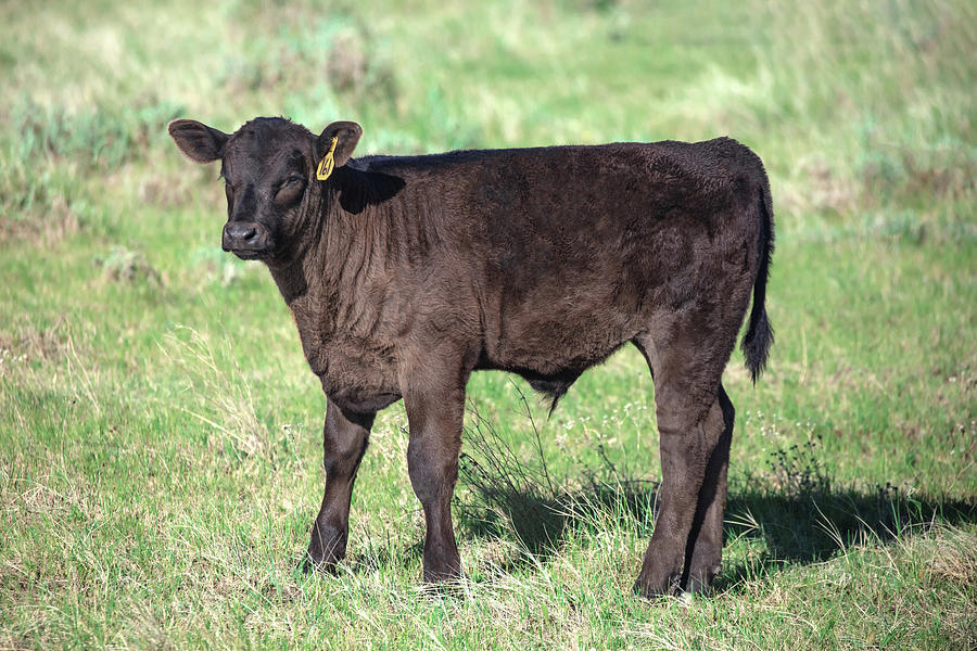 Spring Photograph - Bull Calf by Todd Klassy