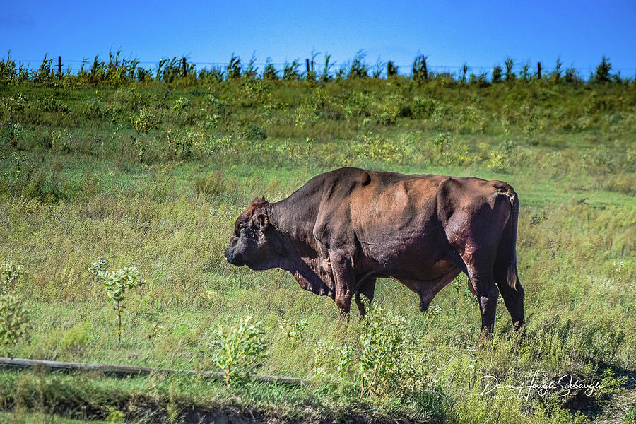 Bull Photograph by Dawn Hough Sebaugh