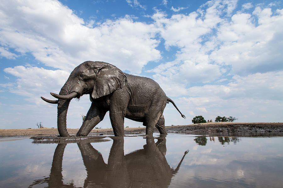 Bull Elephant, Chobe National Park Photograph by Paul Souders
