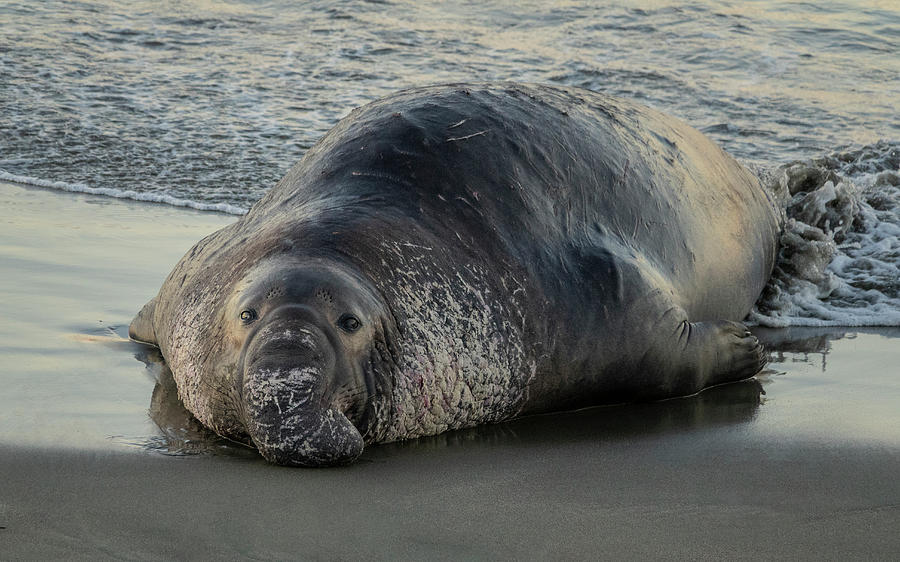 Bull Elephant Seal Photograph by Elizabeth Waitinas | Pixels