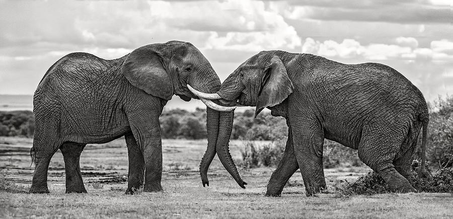 Wildlife Photograph - Bull Elephants Playing by Xavier Ortega