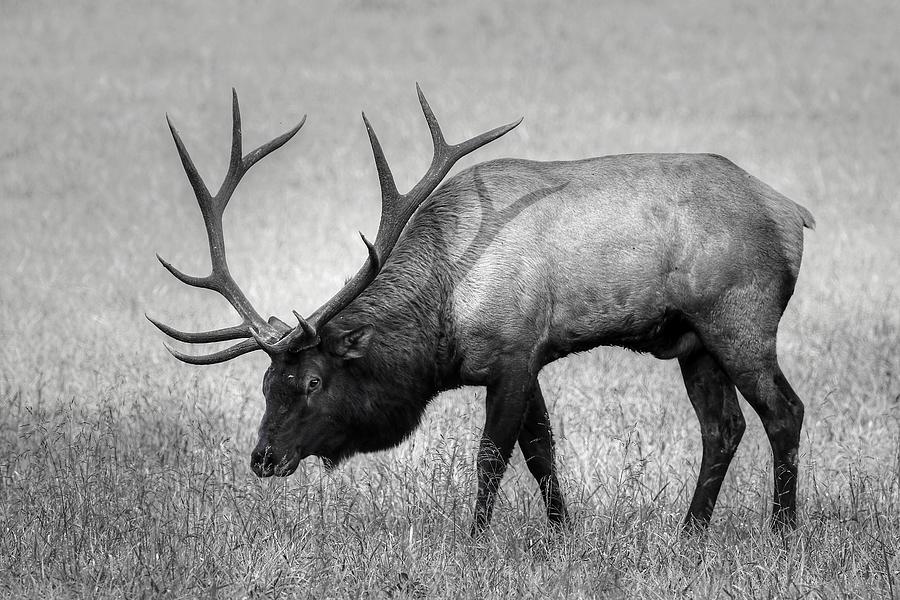 Bull Elk 2018 In Black And White Photograph by Carol Montoya