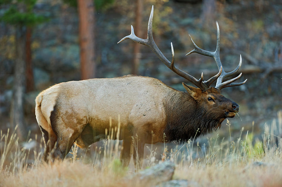 Bull Elk 6x6 Photograph by Gary Langley