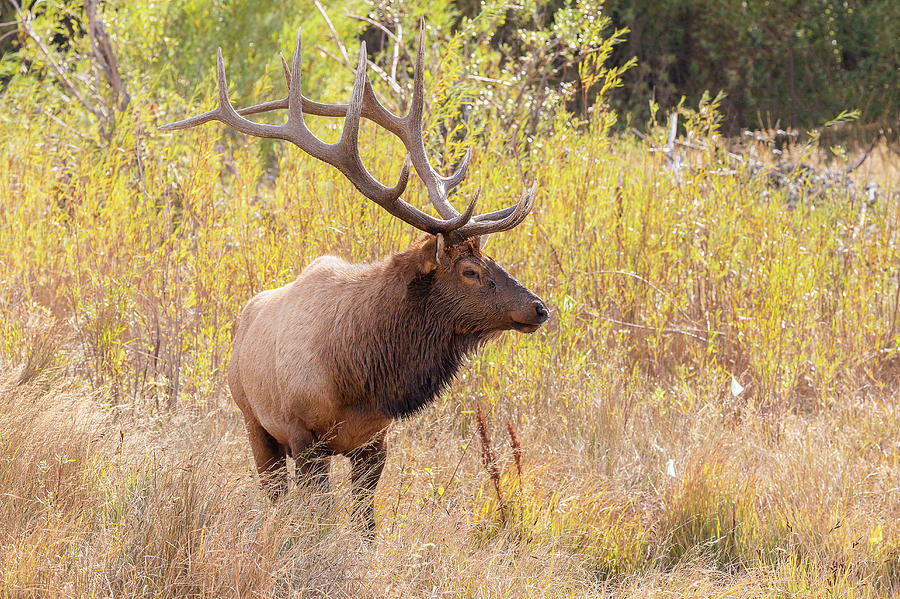 Bull Elk Among Fall Colors Photograph by Tony Hake - Fine Art America