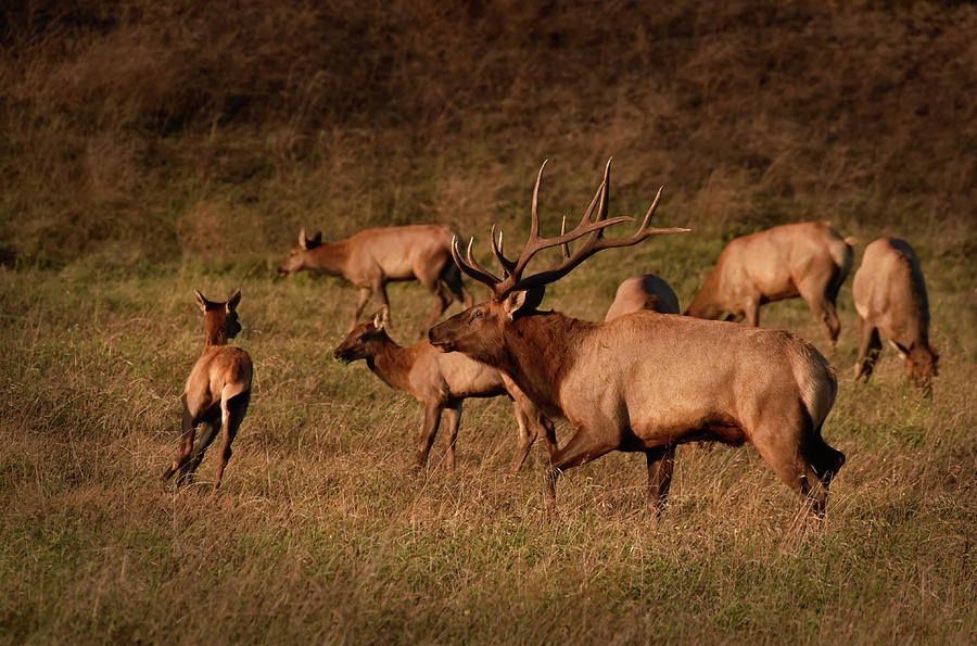 Bull Elk and Harem Photograph by Cindy McIntyre