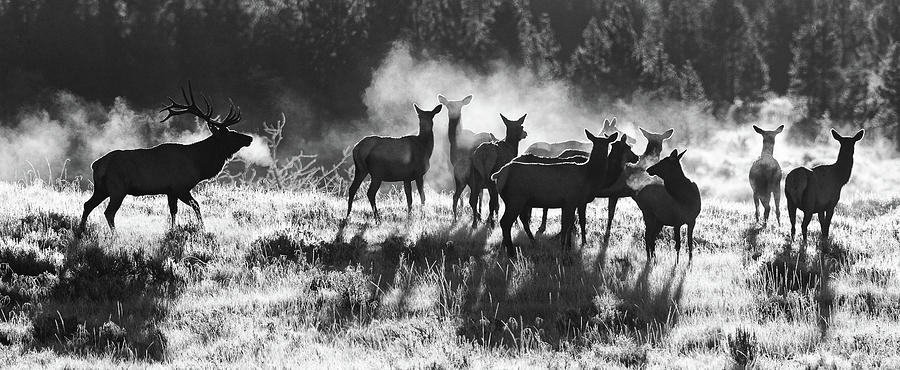 Bull Elk and Harem Photograph by Max Waugh