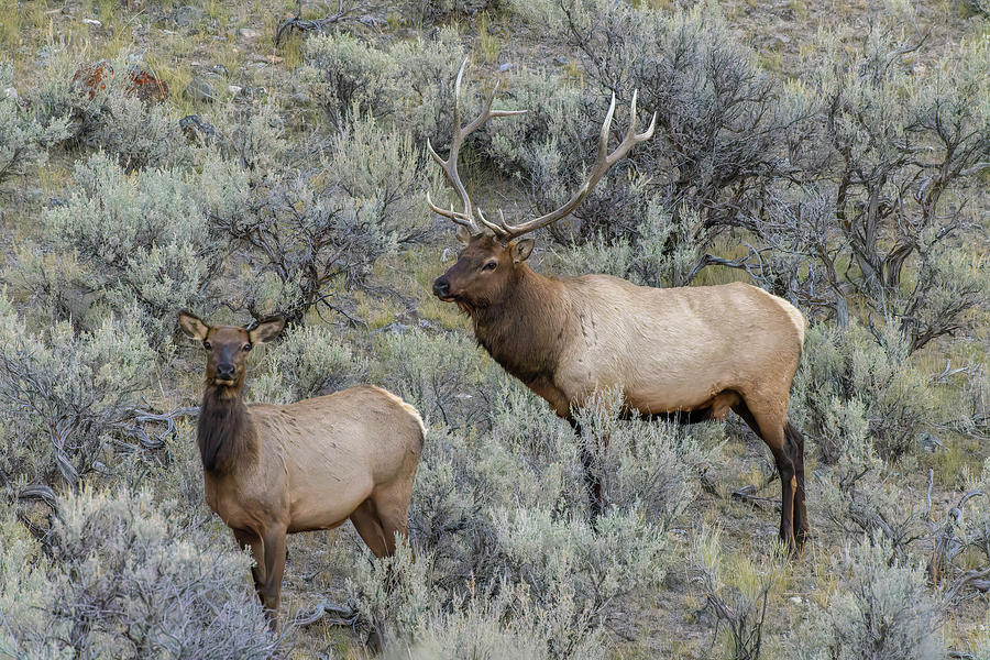 Bull Elk Approaching Cow Elk Or Wapiti Photograph by Adam Jones - Fine ...