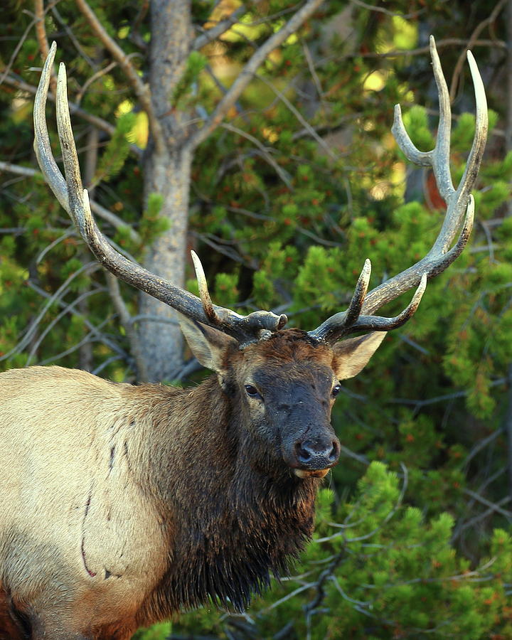 Bull elk at Yellowstone National Park Photograph by Jetson Nguyen