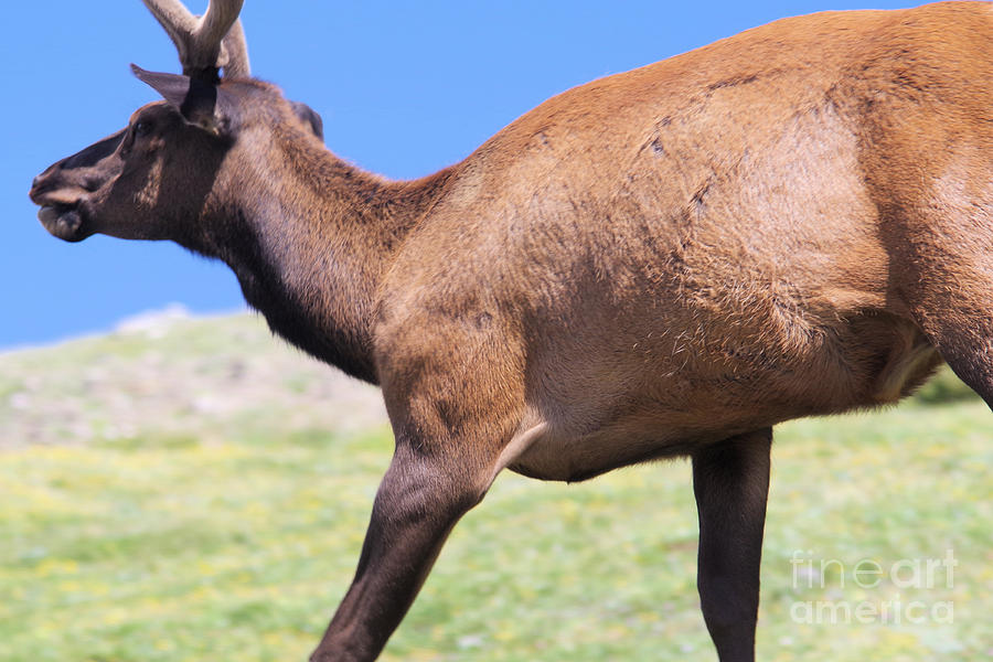 Bull Elk Brushing By Photograph