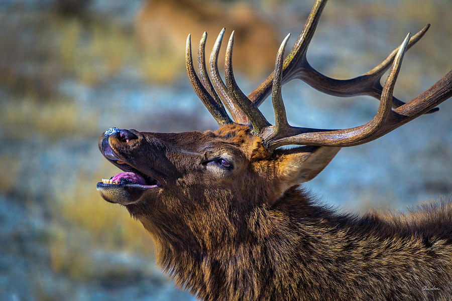 Bull Elk Bugle Photograph by Chris Steele