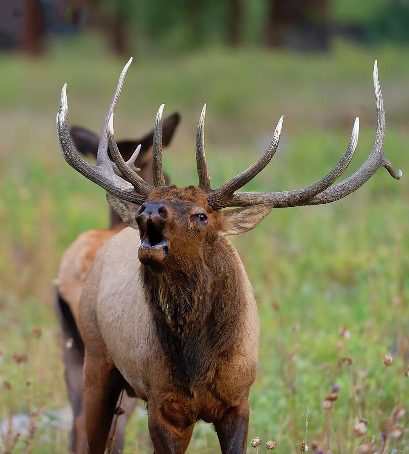 Bull Elk Bugle Photograph by Gary Langley