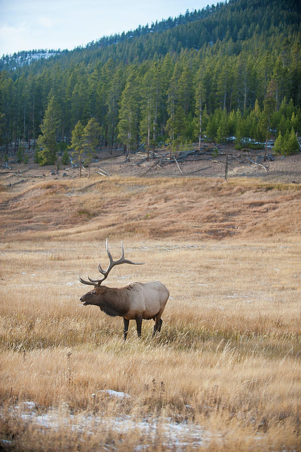 Bull Elk Bugles Photograph by Mark Duehmig