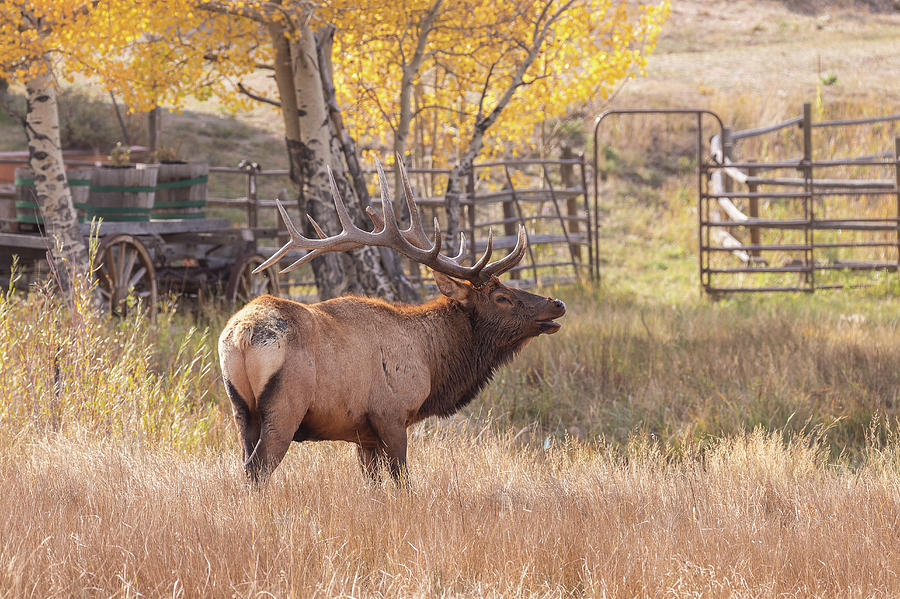 Bull Elk Bugling At A Ranch Photograph