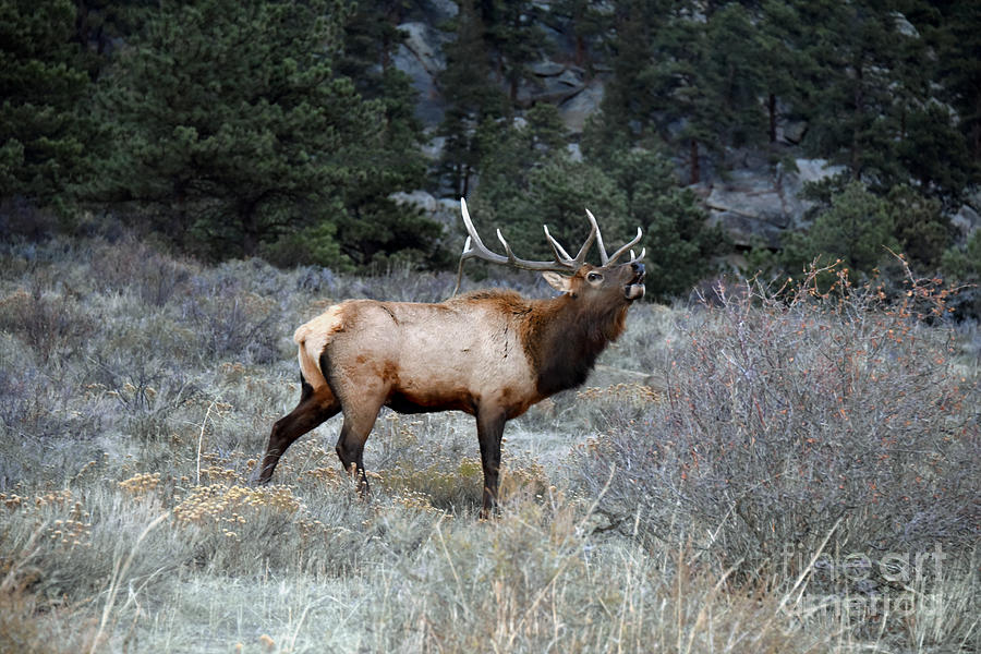 Bull Elk Bugling Photograph by Catherine Sherman