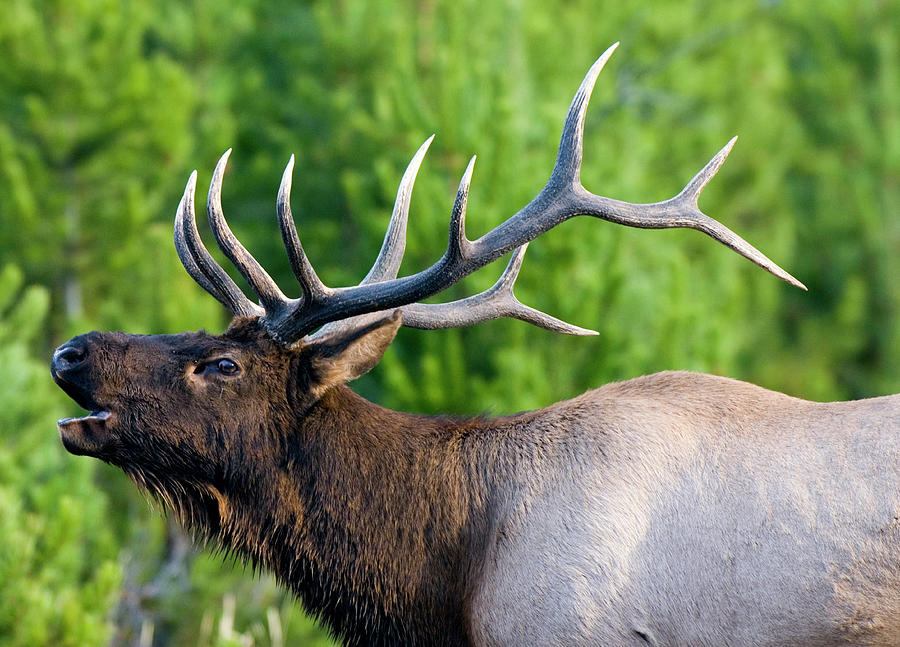 Bull Elk Bugling During Rut Season In Photograph by Judilen