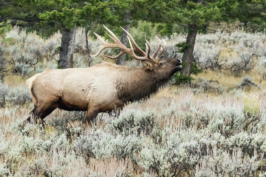 Bull Elk Bugling During The Fall Rut Photograph by William Sutton - Pixels