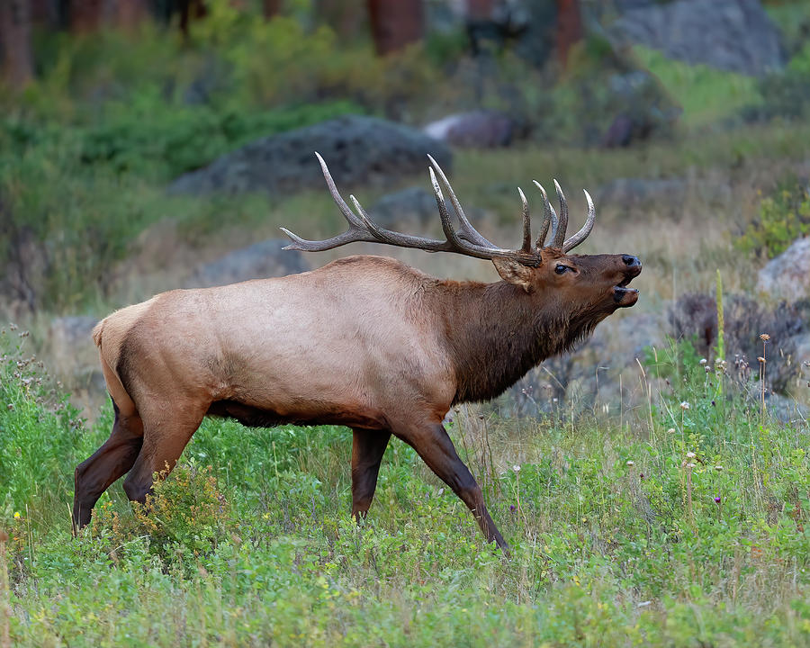Bull Elk Bugling in Rocky Mountains  Photograph by Gary Langley
