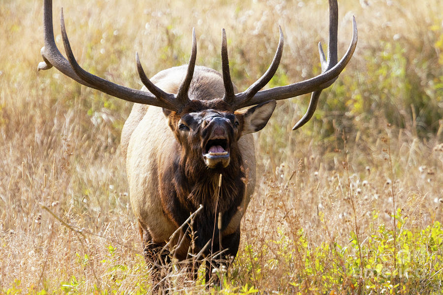 Bull Elk Bugling On A Beautiful Rocky Mountain Evening Photograph