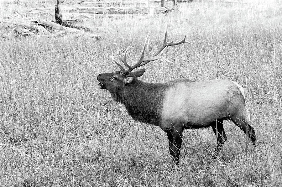 Bull Elk Bugling Photograph by Steve Stuller