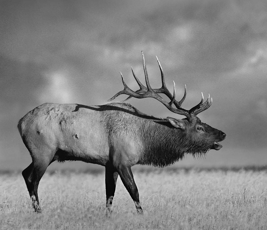 Bull Elk Bugling Photograph by Tim Fitzharris