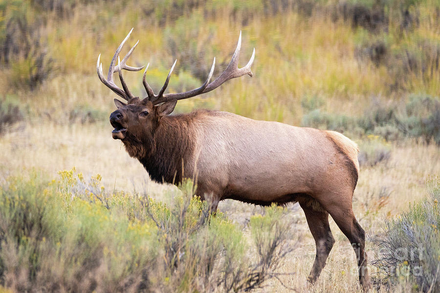 Bull Elk Bugling - Yellowstone Photograph by Bret Barton
