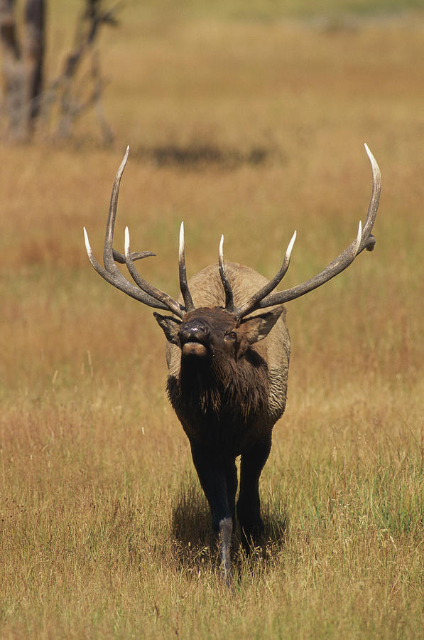 Bull Elk Cervus Canadensis Calling In Photograph by John Warden