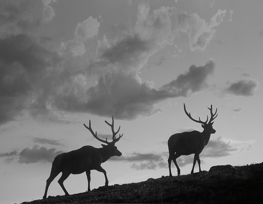 Bull Elk Colorado Photograph by Tim Fitzharris