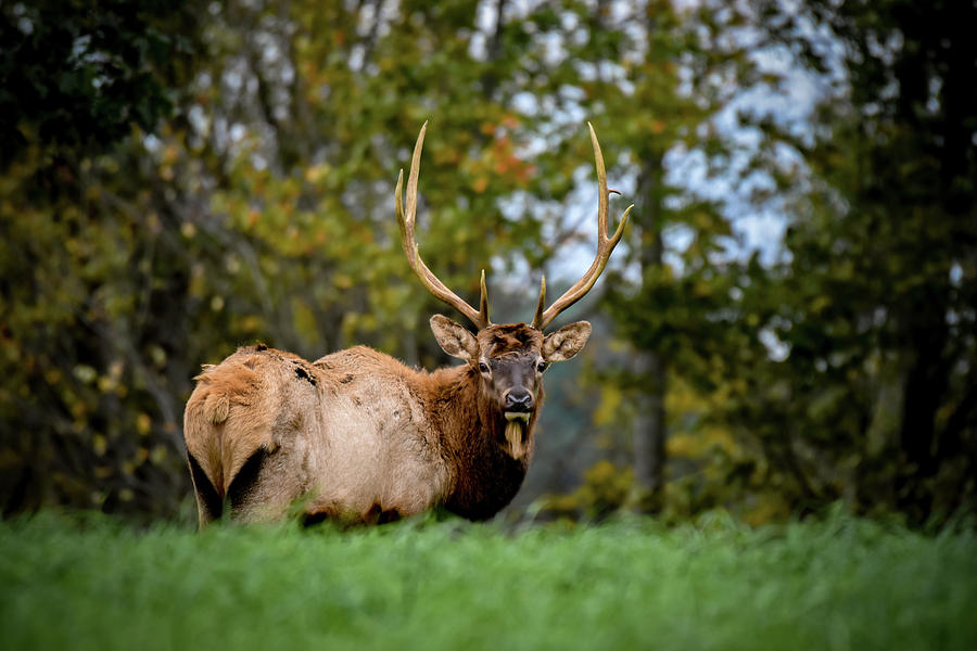 Bull Elk Curiousity  Photograph by Rose Guinther