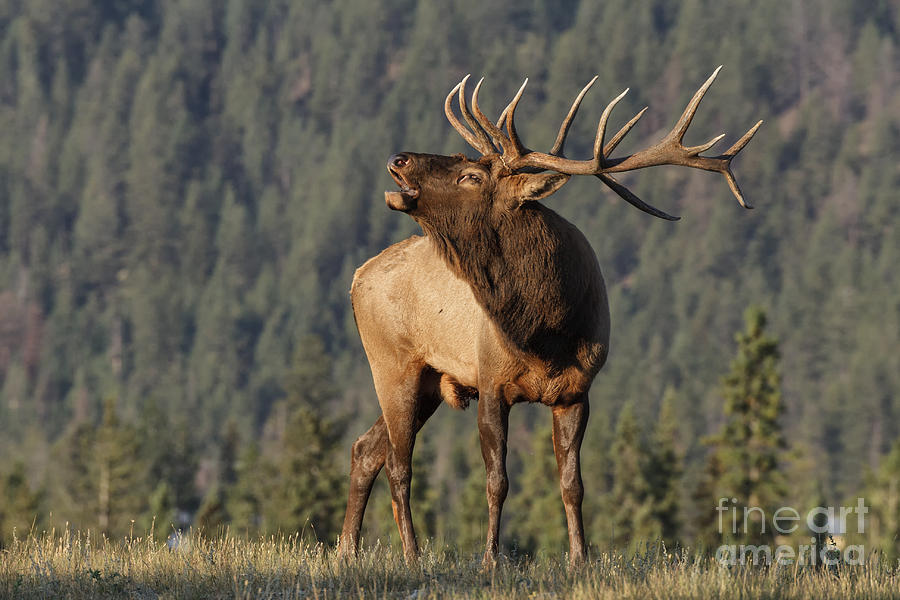 Deer Photograph - Bull Elk by David Osborn