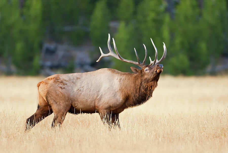 Bull Elk During Fall Rut Photograph by Kencanning