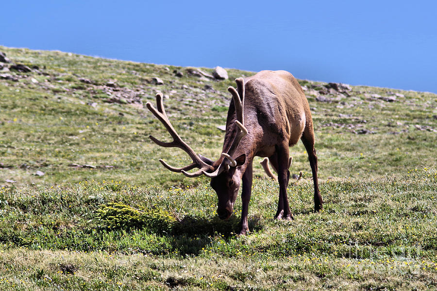 bull elk fattening in an Alpine Meadow Photograph