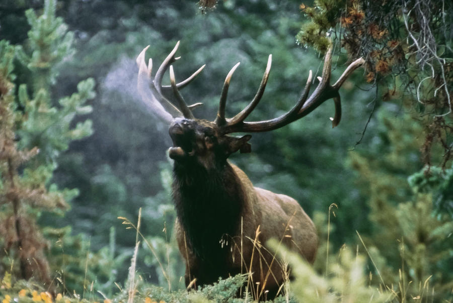 Bull Elk Photograph by Frank J Wicker