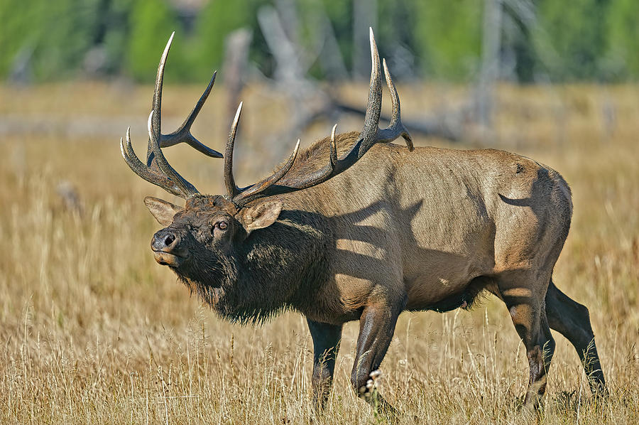 Bull Elk  Photograph by Gary Langley