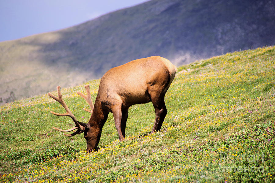 Bull Elk Grazing In An Alpine Meadow Photograph By Jeff Swan Fine Art