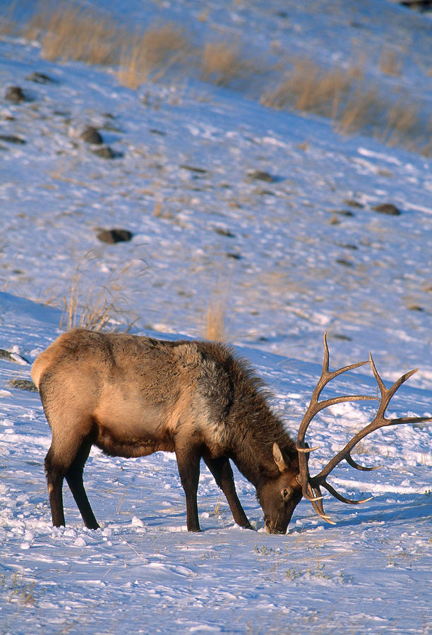 Bull Elk Grazing Photograph by James Zipp