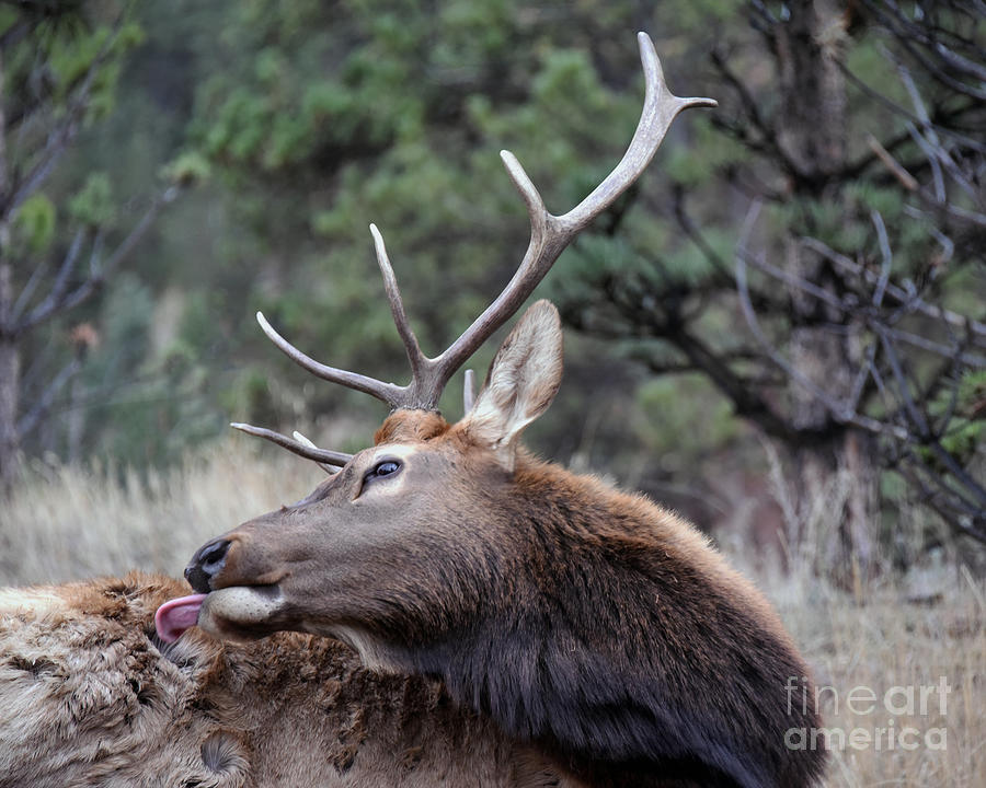 Bull Photograph - Bull Elk Grooms Himself by Catherine Sherman