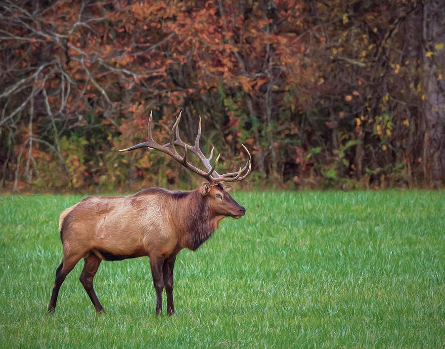 Elk Photograph - Bull Elk (gsmnp) by Galloimages Online