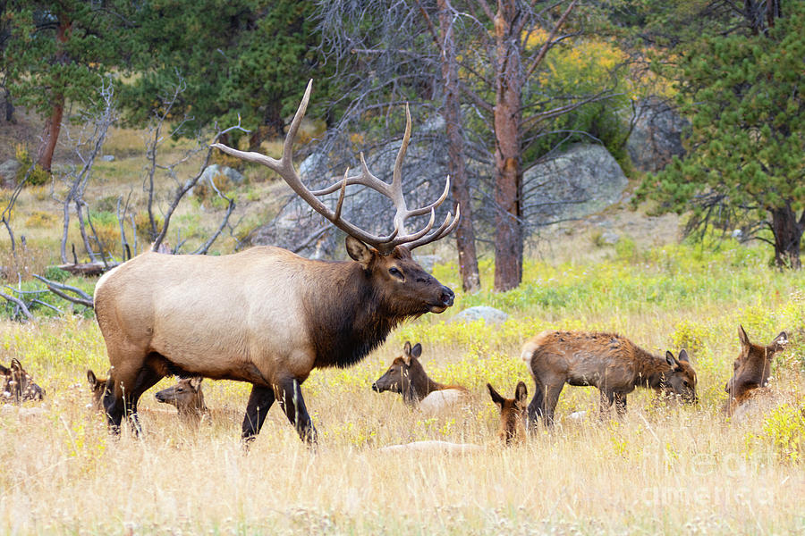 Bull Elk Guarding His Harem In Rocky Mountain National Park Photograph