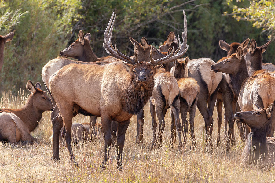Bull Elk Guards His Harem Photograph