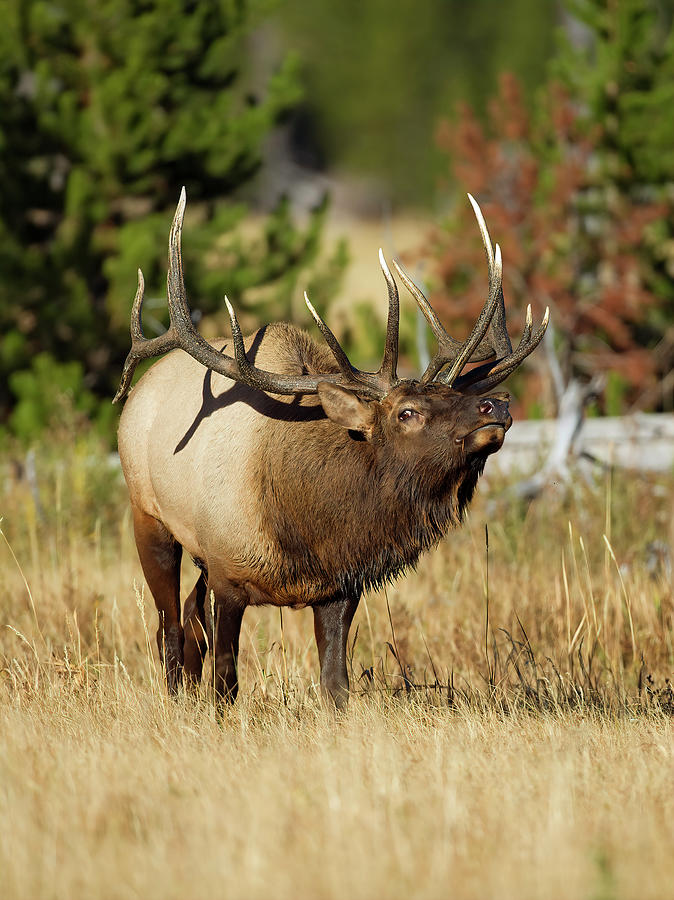Bull Elk II Photograph by Gary Langley