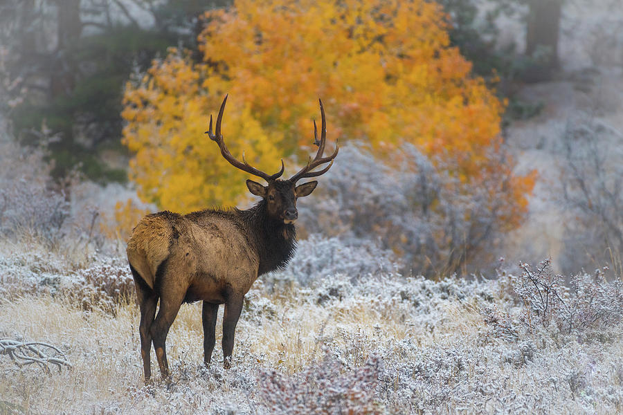 Bull Elk in a Frozen Autumn Photograph by Gary Kochel