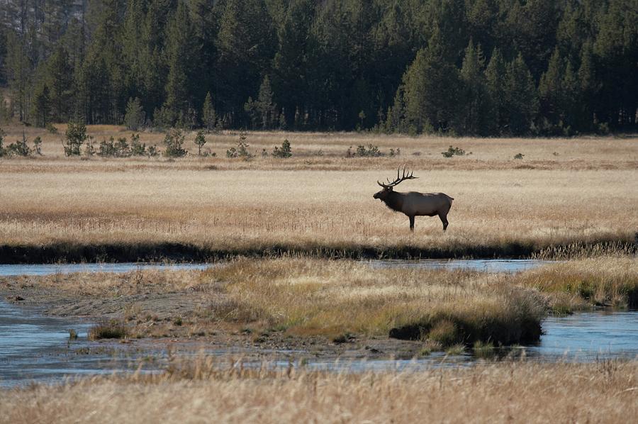 Bull Elk In A Landscape Photograph by Rpbirdman