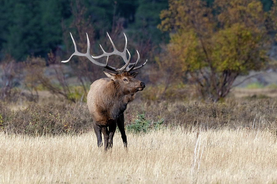 Bull Elk in a shops Meadow