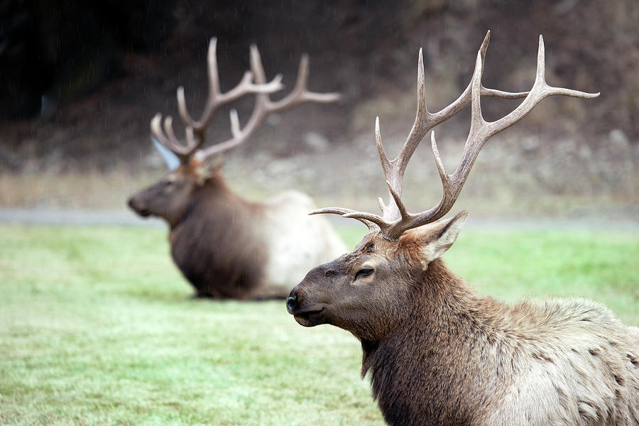 Bull Elk In Meadow Photograph by Kingwu
