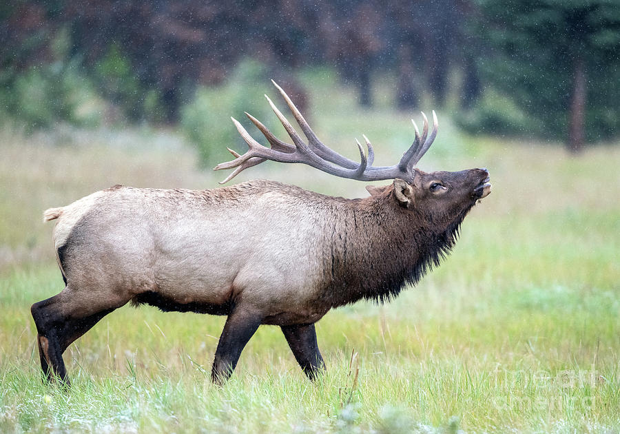 Bull Elk in meadow Photograph by Shannon Carson