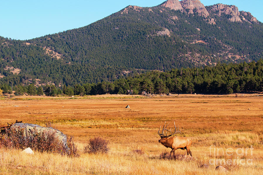 Bull Elk in Mountain Meadow Photograph by Steven Krull