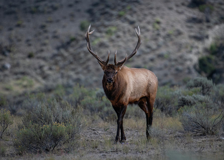 Yellowstone National Park Photograph - Bull Elk in Rut by Ashley Noble