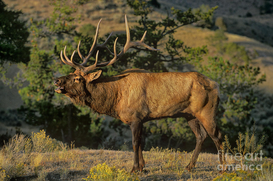 Bull Elk in Rut Bugling Yellowstone National Park Photograph by Dave Welling